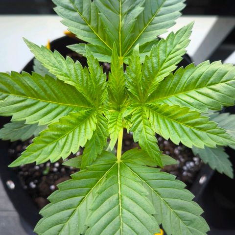 Sweet Cheese Auto growlog timeline photo