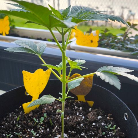 Sweet Cheese Auto growlog timeline photo