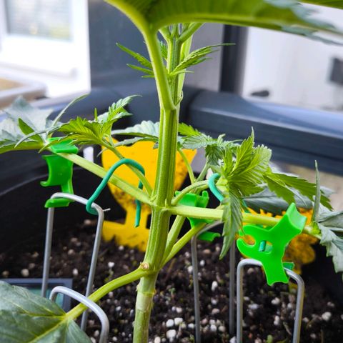 Gorilla Girl XL Auto growlog timeline photo