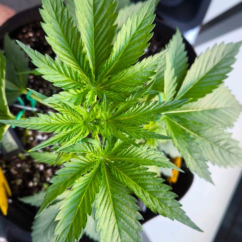 Gorilla Girl XL Auto growlog timeline photo