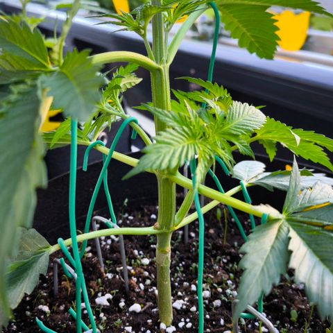 Gorilla Girl XL Auto growlog timeline photo