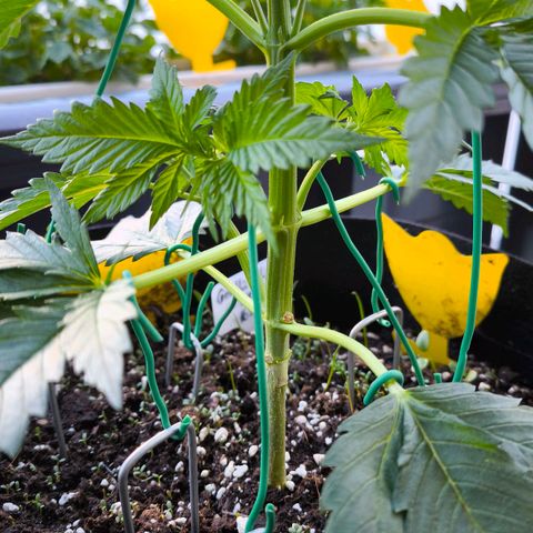 Gorilla Girl XL Auto growlog timeline photo