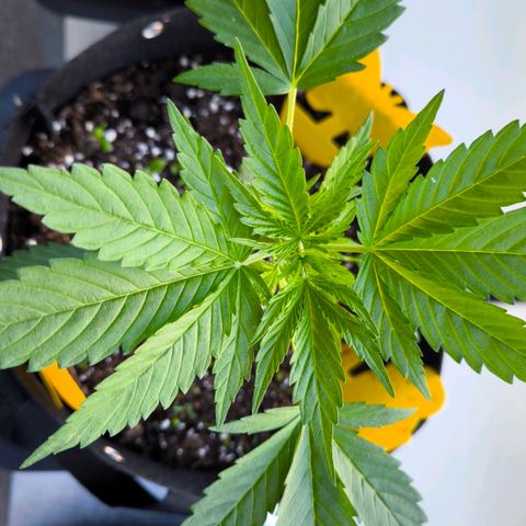 Sticky Beast Automatic growlog timeline photo