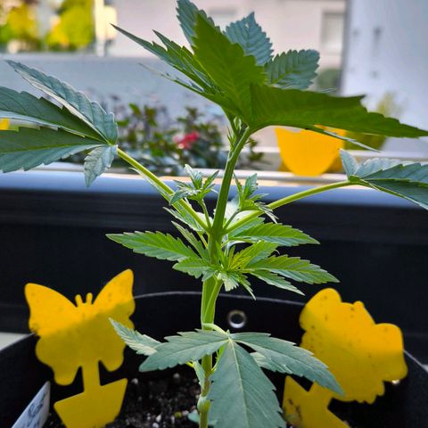 Sticky Beast Automatic growlog timeline photo