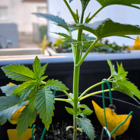 Sweet Cheese Auto growlog timeline photo