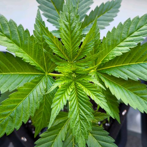 Sweet Cheese Auto growlog timeline photo