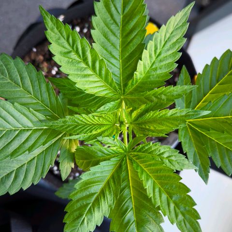 Sweet Cheese Auto growlog timeline photo