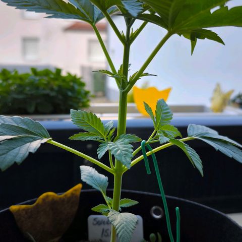 Sweet Cheese Auto growlog timeline photo