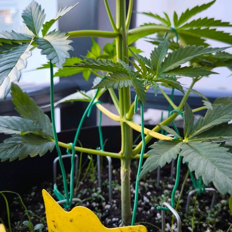 Gorilla Girl XL Auto growlog timeline photo