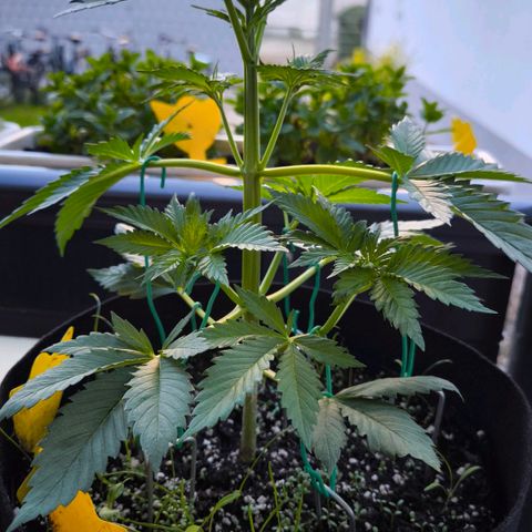 Gorilla Girl XL Auto growlog timeline photo