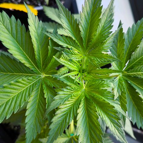 Gorilla Girl XL Auto growlog timeline photo