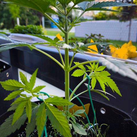 Sticky Beast Automatic growlog timeline photo