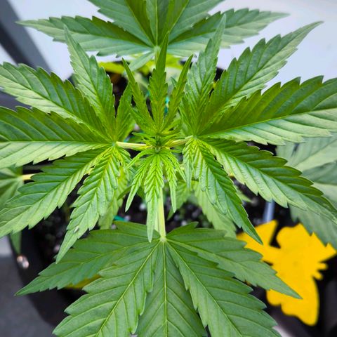 Sticky Beast Automatic growlog timeline photo