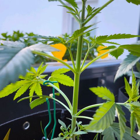 Sticky Beast Automatic growlog timeline photo