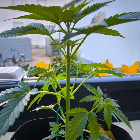 Sweet Cheese Auto growlog timeline photo