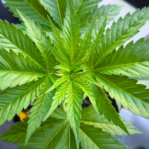 Sweet Cheese Auto growlog timeline photo