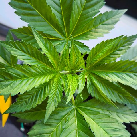 Sweet Cheese Auto growlog timeline photo