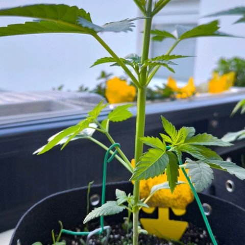 Sweet Cheese Auto growlog timeline photo