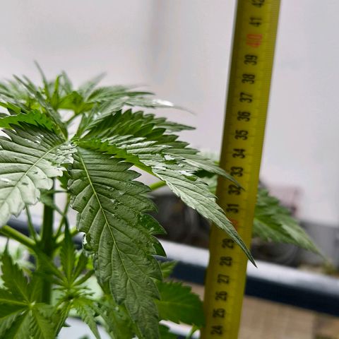 Gorilla Girl XL Auto growlog photo: 37cm