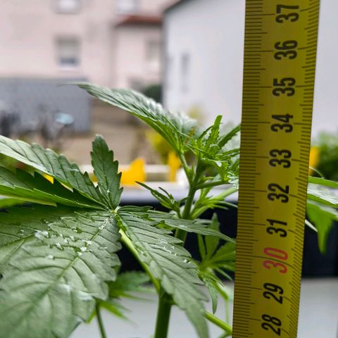 Sticky Beast Automatic growlog photo: 35cm