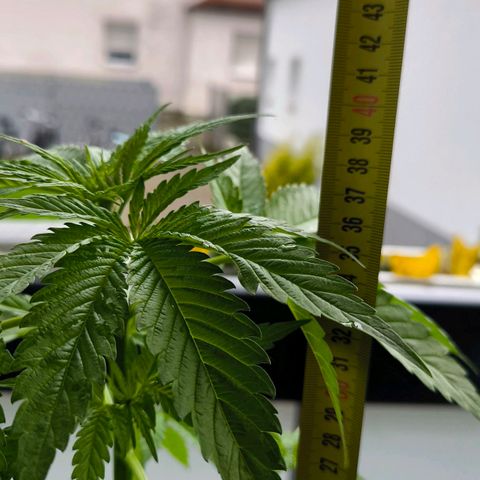 Sweet Cheese Auto growlog photo: 40cm mit Drainage 