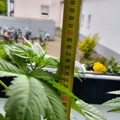 Sweet Cheese Auto growlog photo: 38cm ohne Drainage 