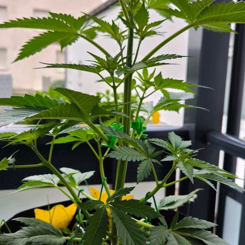 Gorilla Girl XL Auto growlog timeline photo