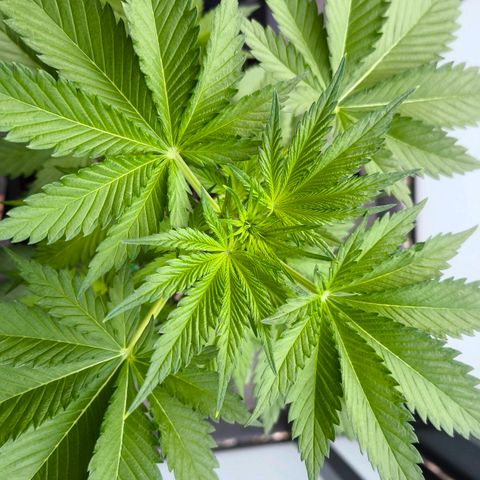 Gorilla Girl XL Auto growlog timeline photo