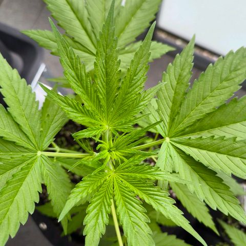 Sticky Beast Automatic growlog timeline photo