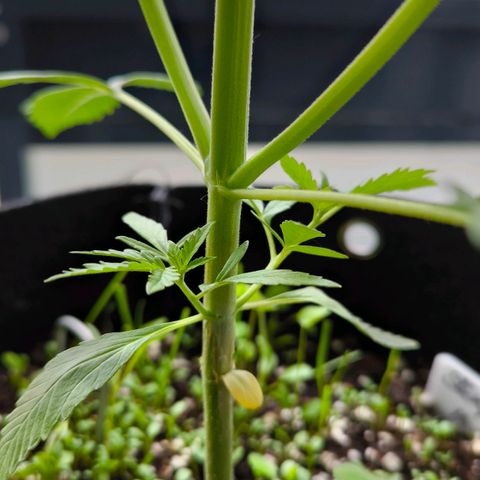 Sticky Beast Automatic growlog timeline photo