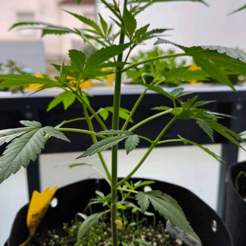 Sticky Beast Automatic growlog timeline photo