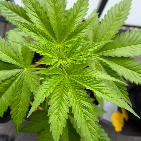 Sweet Cheese Auto growlog timeline photo
