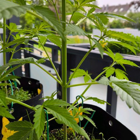 Sweet Cheese Auto growlog timeline photo