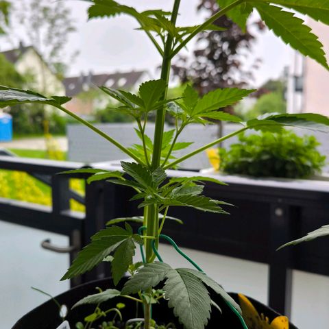 Sweet Cheese Auto growlog timeline photo