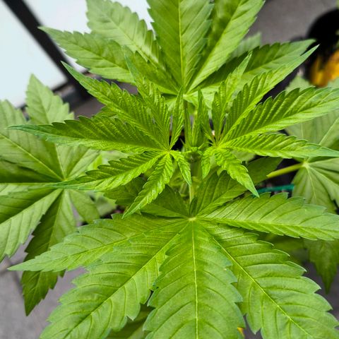 Sweet Cheese Auto growlog timeline photo
