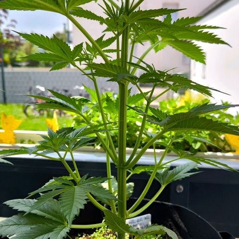 Gorilla Girl XL Auto growlog timeline photo
