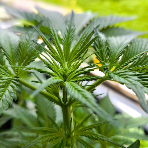 Gorilla Girl XL Auto growlog timeline photo