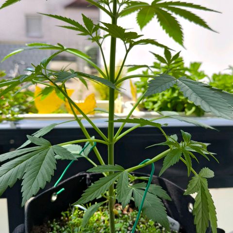 Sticky Beast Automatic growlog timeline photo