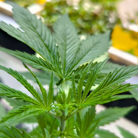 Sticky Beast Automatic growlog timeline photo