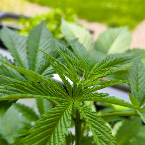 Sweet Cheese Auto growlog timeline photo
