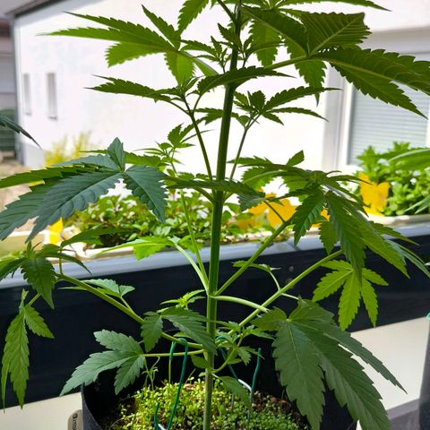 Sweet Cheese Auto growlog timeline photo