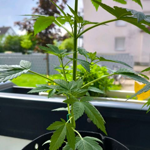 Sweet Cheese Auto growlog timeline photo