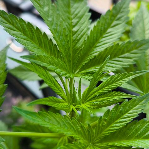 Sweet Cheese Auto growlog timeline photo