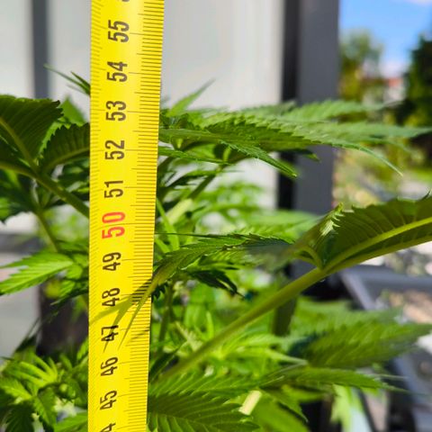 Gorilla Girl XL Auto growlog photo: 53,5cm