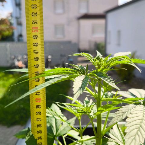 Sticky Beast Automatic growlog photo: 47cm