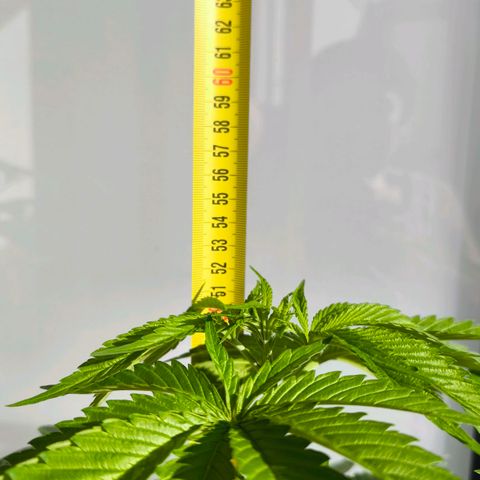 Sweet Cheese Auto growlog photo: 51cm