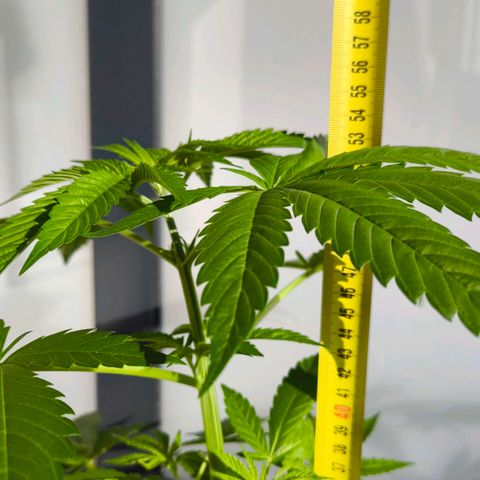Sweet Cheese Auto growlog photo: 53cm