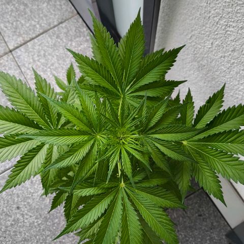 Gorilla Girl XL Auto growlog timeline photo
