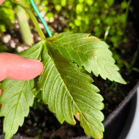 Gorilla Girl XL Auto growlog timeline photo