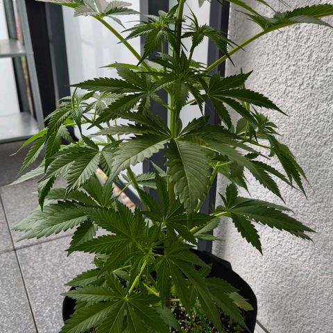 Gorilla Girl XL Auto growlog timeline photo